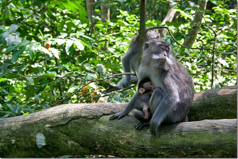 Ubud monkey forest on Bali