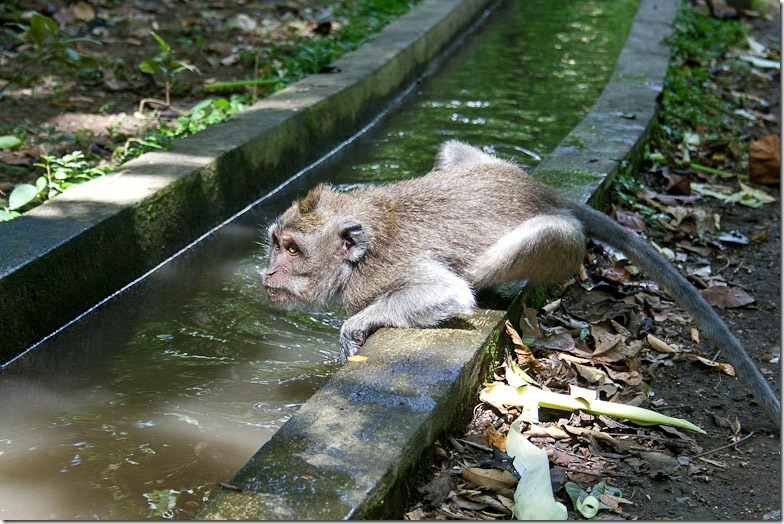 Ubud monkey forest on Bali