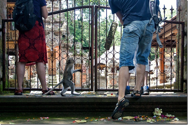 Ubud monkey forest on Bali