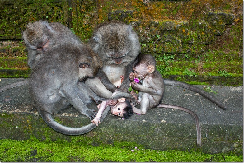 Ubud monkey forest on Bali