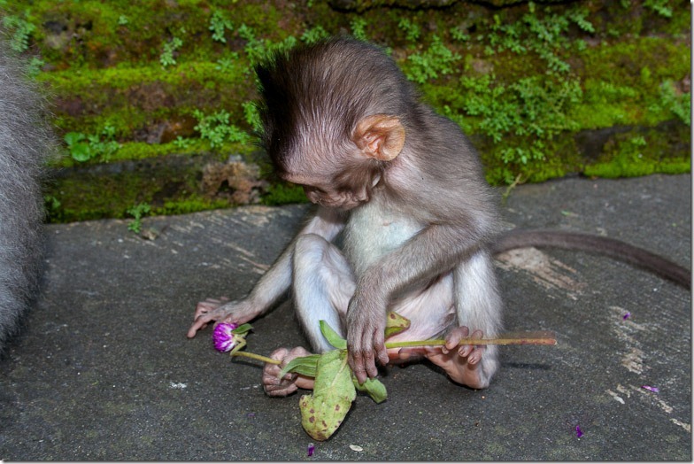 Ubud monkey forest on Bali