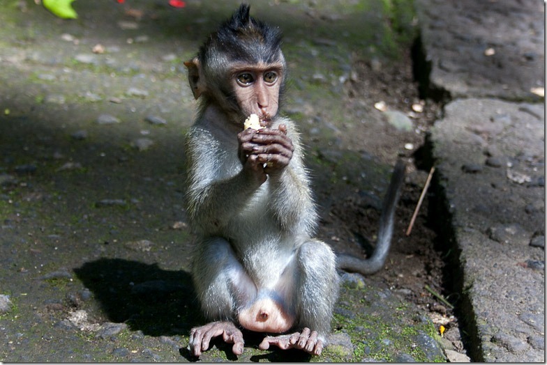 Ubud monkey forest on Bali