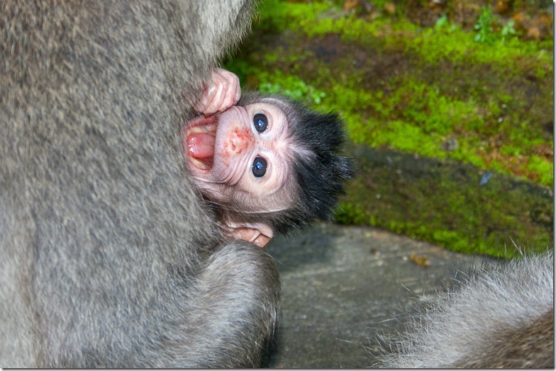 Ubud monkey forest on Bali