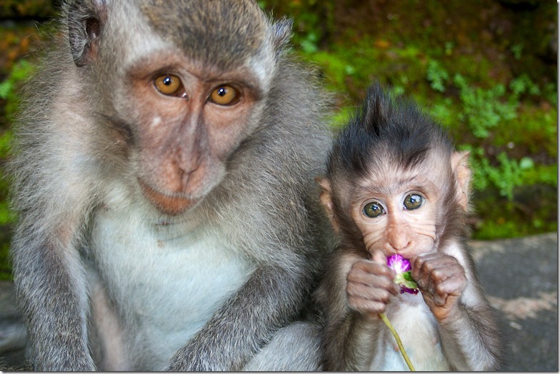 Ubud monkey forest on Bali