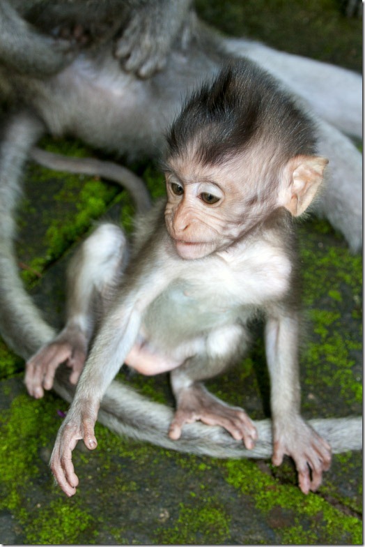 Ubud monkey forest on Bali