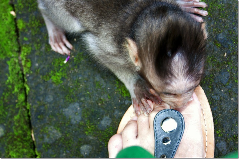 Ubud monkey forest on Bali