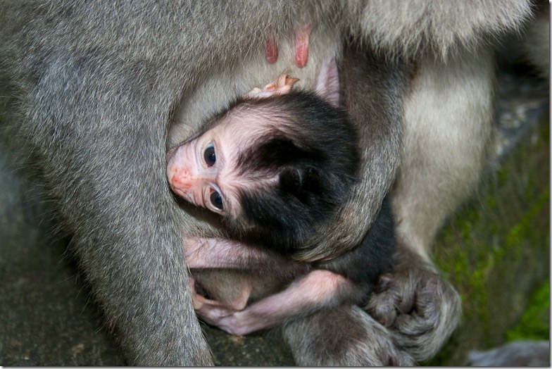 Ubud monkey forest on Bali