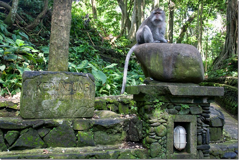 Ubud monkey forest on Bali