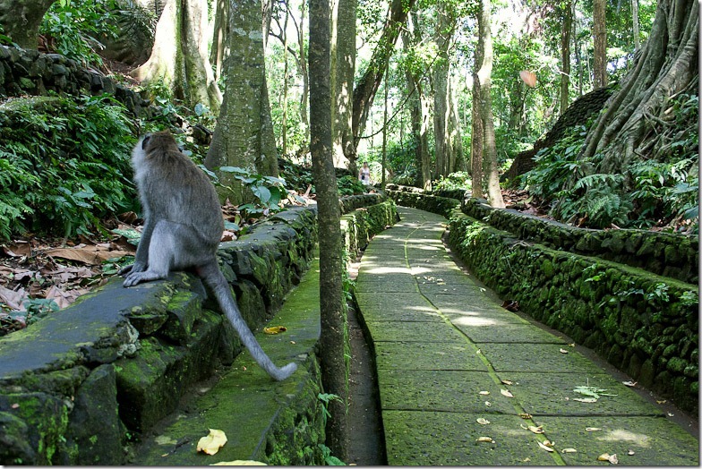 Ubud monkey forest on Bali