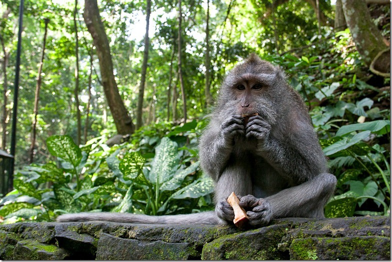 Ubud monkey forest on Bali