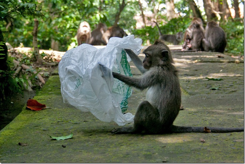 Ubud monkey forest on Bali