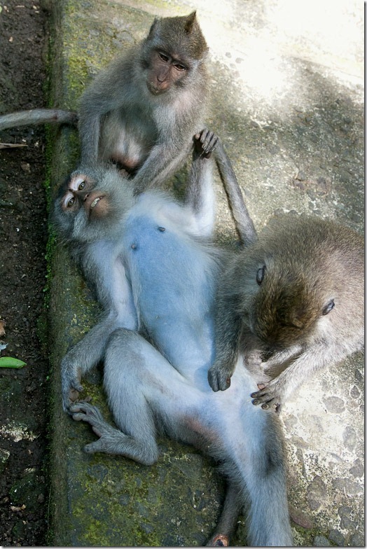 Ubud monkey forest on Bali