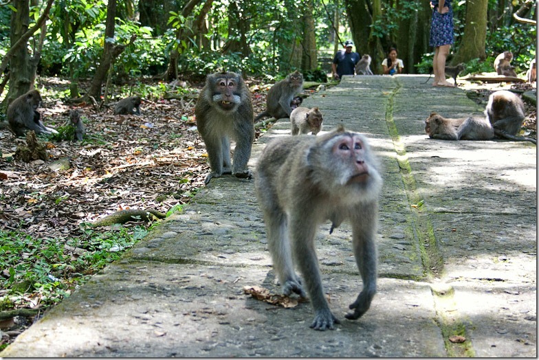 Ubud monkey forest on Bali